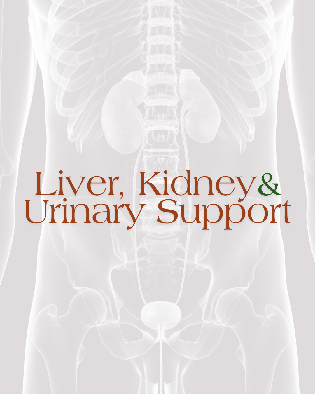 Liver, Kidney & Urinary Support